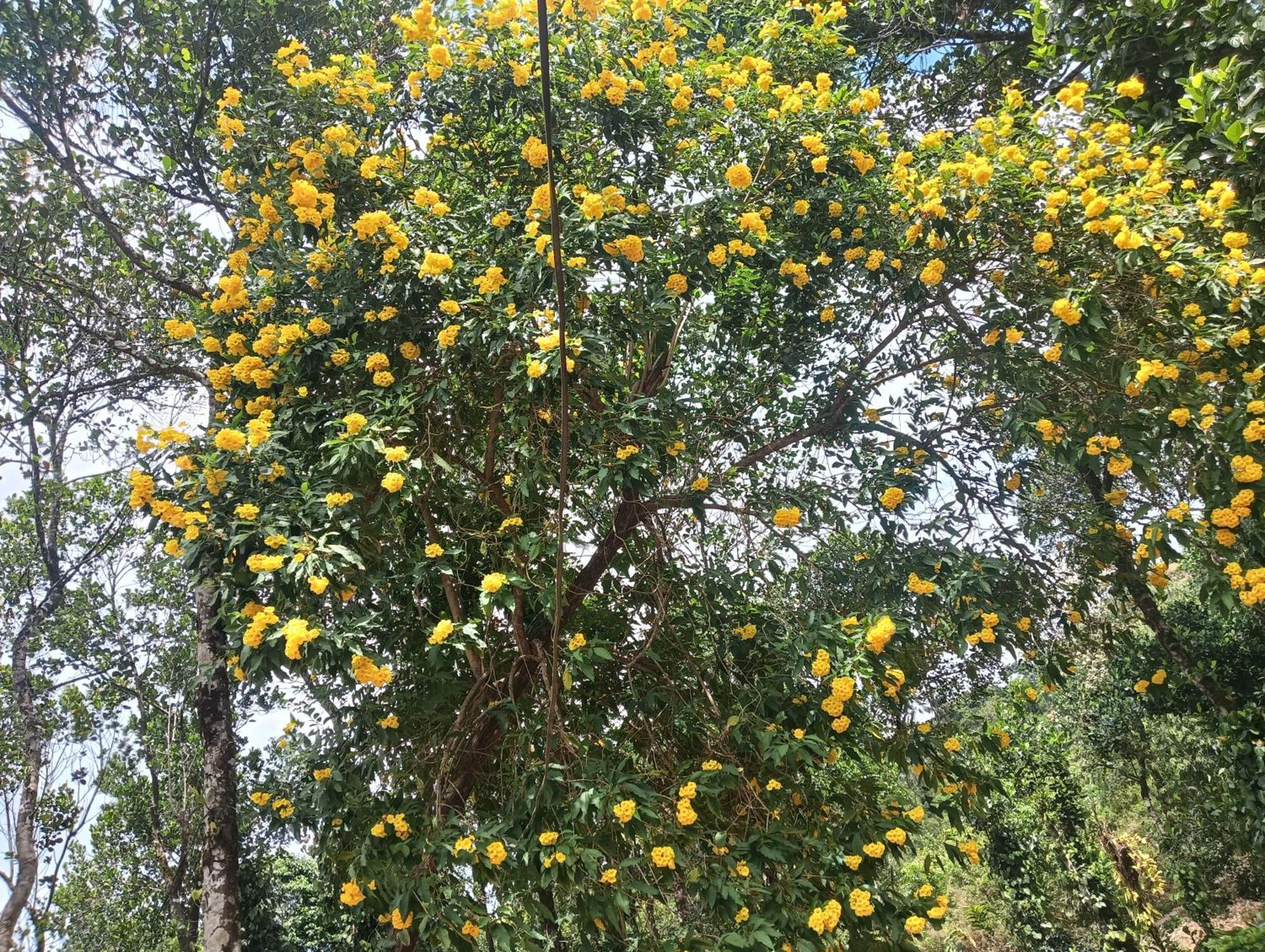 Tharayil Farm Stay Vagamon Phòng bức ảnh